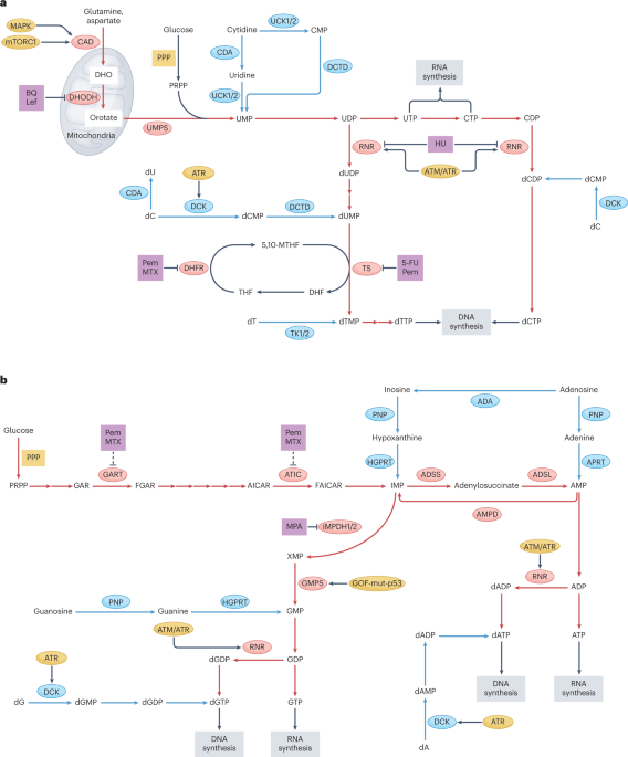 Nucleotide metabolism: a pan-cancer metabolic dependency