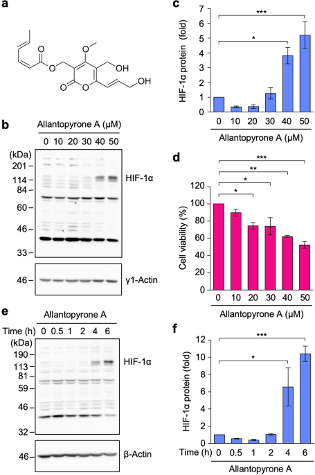 Allantopyrone A interferes with the degradation of hypoxia-inducible factor 1α protein by reducing proteasome activity in human fibrosarcoma HT-1080 cells