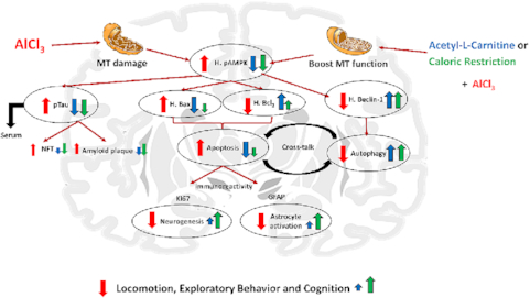 A comparative study of acetyl-l-carnitine and caloric restriction impact on hippocampal autophagy, apoptosis, neurogenesis, and astroglial function in AlCl3-induced Alzheimer’s in rats
