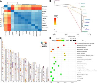 Genome-wide analysis emancipates genomic diversity and signature of selection in Altay white-headed cattle of Xinjiang, China
