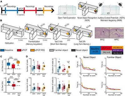 Neural substrates of cognitive impairment in a NMDAR hypofunction mouse model of schizophrenia and partial rescue by risperidone