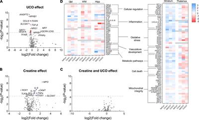 Creatine in the fetal brain: A regional investigation of acute global hypoxia and creatine supplementation in a translational fetal sheep model