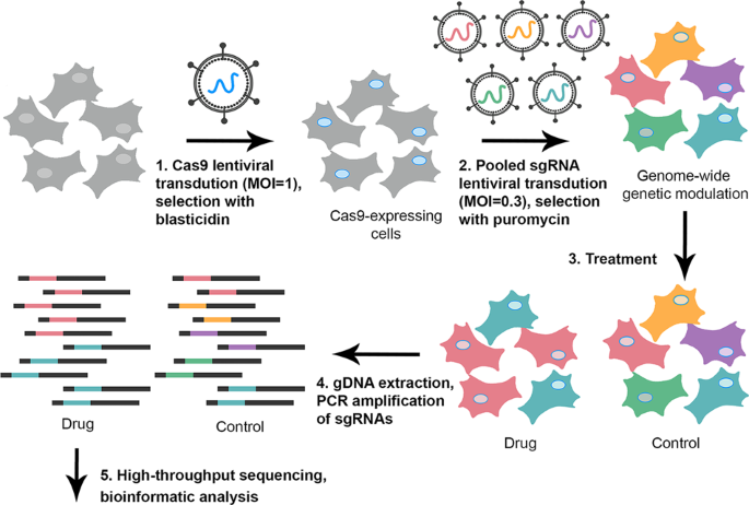 Use of CRISPR-based screens to identify mechanisms of chemotherapy resistance