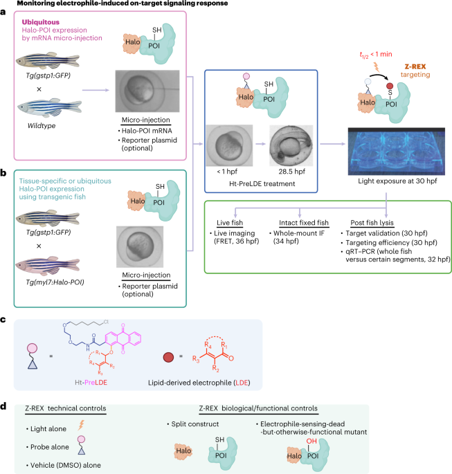 Z-REX: shepherding reactive electrophiles to specific proteins expressed tissue specifically or ubiquitously, and recording the resultant functional electrophile-induced redox responses in larval fish