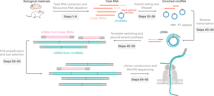 Full-length circular RNA profiling by nanopore sequencing with CIRI-long