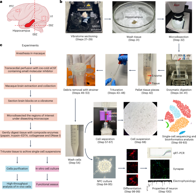 Neural cell isolation from adult macaques for high-throughput analyses and neurosphere cultures