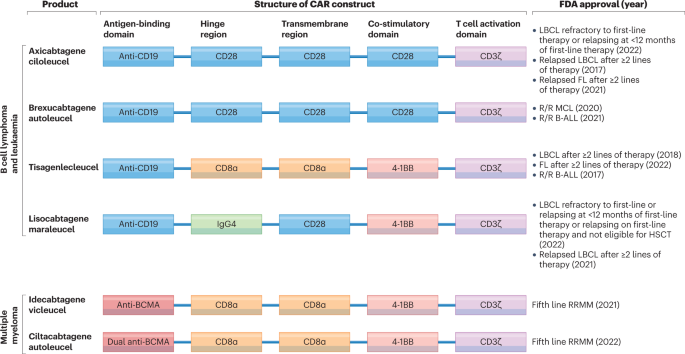 Long-term outcomes following CAR T cell therapy: what we know so far