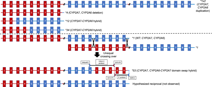 Genotyping, characterization, and imputation of known and novel CYP2A6 structural variants using SNP array data
