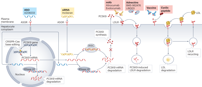 Novel and future lipid-modulating therapies for the prevention of cardiovascular disease