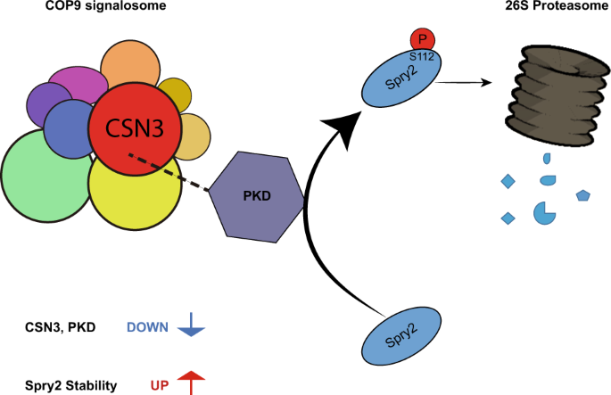 PKD phosphorylation and COP9/Signalosome modulate intracellular Spry2 protein stability