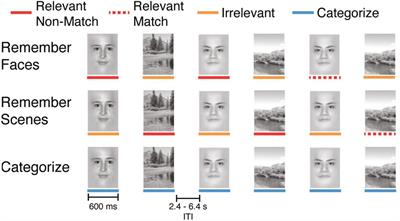 Influence of goals on modular brain network organization during working memory