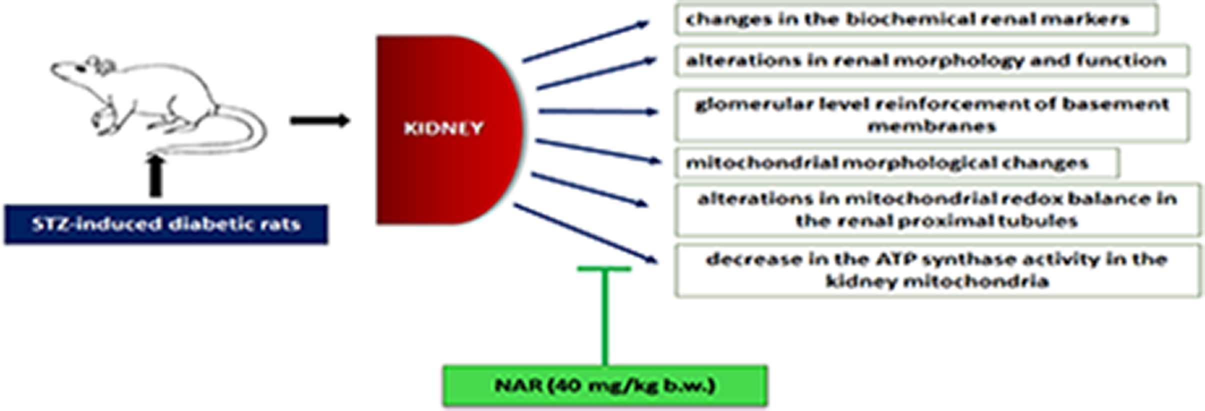 Naringin prevents diabetic nephropathy in rats through blockage of oxidative stress and attenuation of the mitochondrial dysfunction