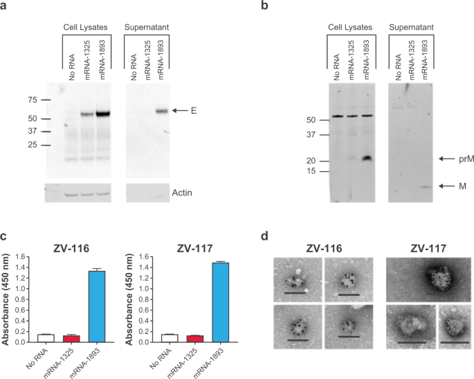 An optimized messenger RNA vaccine candidate protects non-human primates from Zika virus infection