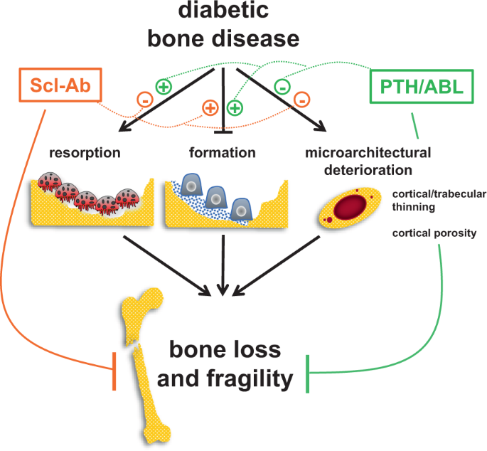 Reversal of the diabetic bone signature with anabolic therapies in mice