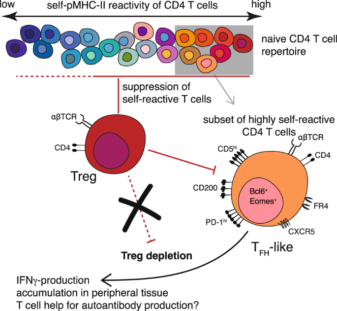 Revealing the identity of regulatory T-cell-suppressed self-reactive CD4+ T cells