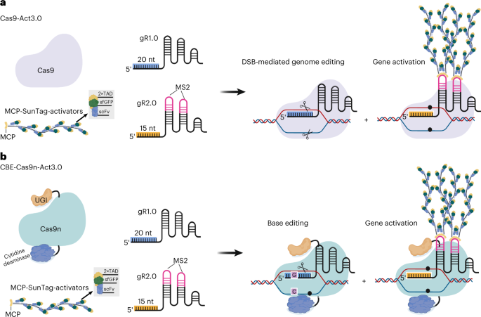 CRISPR-Combo–mediated orthogonal genome editing and transcriptional activation for plant breeding