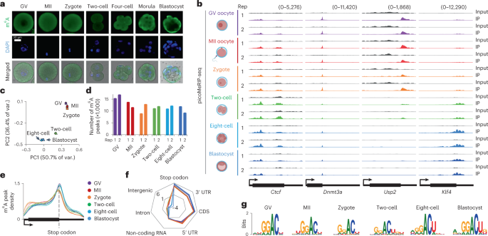 The RNA m6A landscape of mouse oocytes and preimplantation embryos