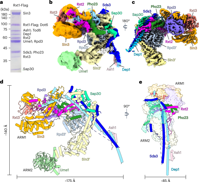Structure of a SIN3–HDAC complex from budding yeast