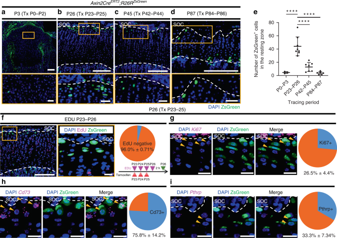 Nutrient-regulated dynamics of chondroprogenitors in the postnatal murine growth plate