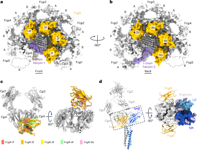 Structural basis for Fc receptor recognition of immunoglobulin M
