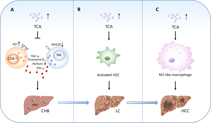 Emerging roles of bile acids in chronic hepatitis, liver cirrhosis, and hepatocellular carcinoma