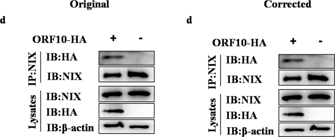 Author Correction: SARS-CoV-2 ORF10 suppresses the antiviral innate immune response by degrading MAVS through mitophagy