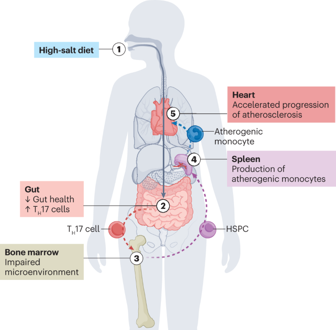 A high-salt diet promotes atherosclerosis by altering haematopoiesis