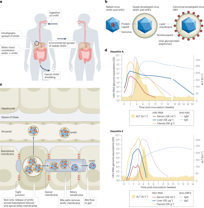 Cell entry and release of quasi-enveloped human hepatitis viruses