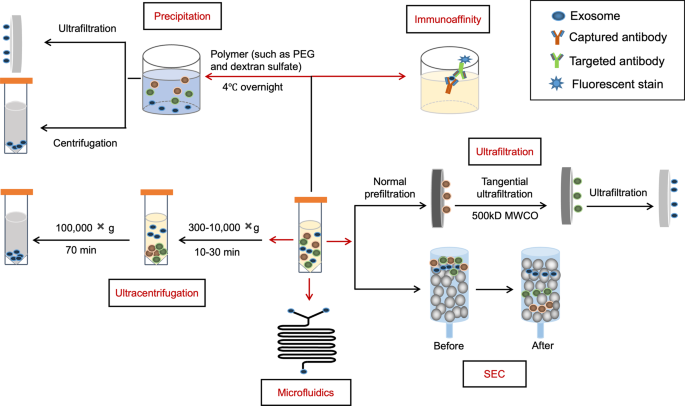 Recent progress in exosome research: isolation, characterization and clinical applications