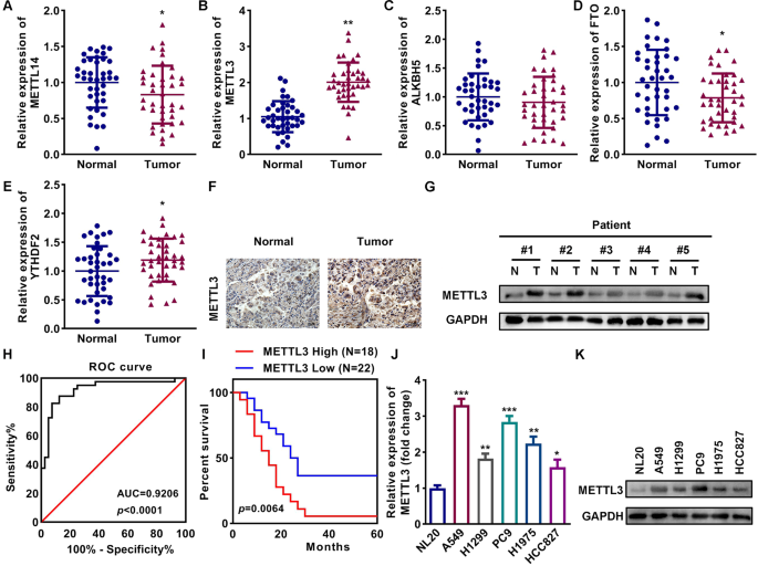 METTL3 promotes the malignancy of non-small cell lung cancer by N6-methyladenosine modifying SFRP2
