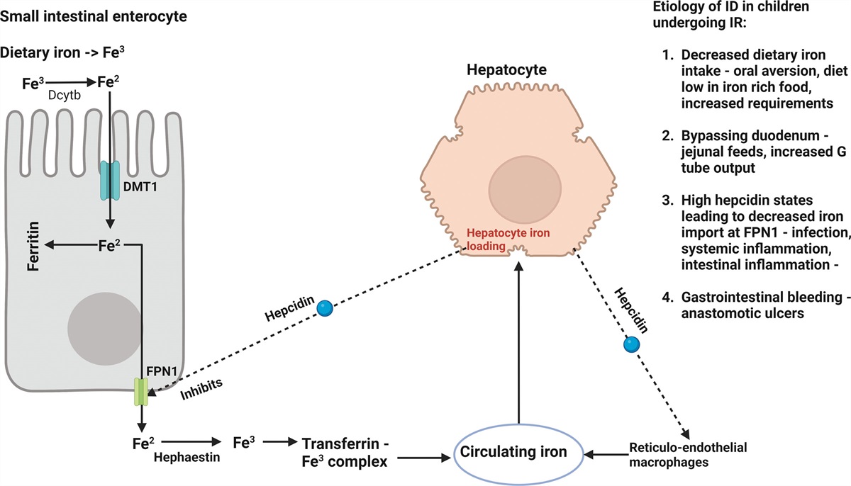 Evaluation and Management of Iron Deficiency in Children Undergoing Intestinal Rehabilitation—A Position Paper From the NASPGHAN Intestinal Rehabilitation Special Interest Group