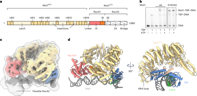 Structural basis for TBP displacement from TATA box DNA by the Swi2/Snf2 ATPase Mot1