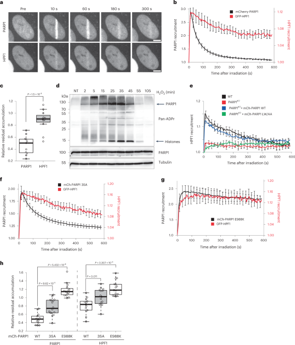 HPF1-dependent histone ADP-ribosylation triggers chromatin relaxation to promote the recruitment of repair factors at sites of DNA damage