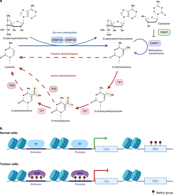 Reshaping the tumour immune microenvironment in solid tumours via tumour cell and immune cell DNA methylation: from mechanisms to therapeutics