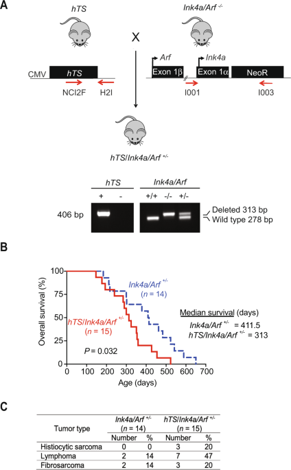 TYMS promotes genomic instability and tumor progression in Ink4a/Arf null background