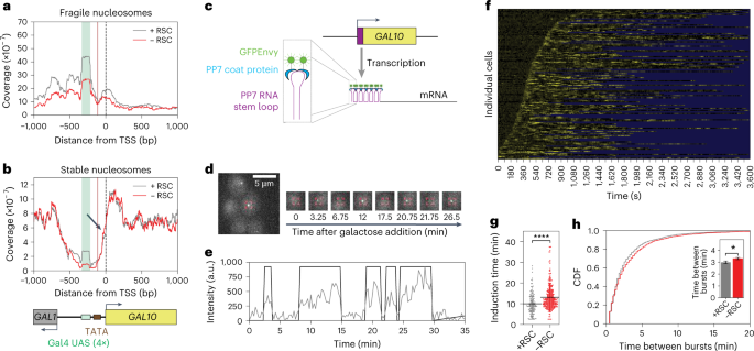 Dynamic epistasis analysis reveals how chromatin remodeling regulates transcriptional bursting