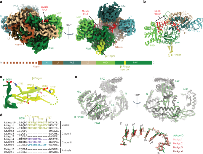 Structural basis for RNA slicing by a plant Argonaute