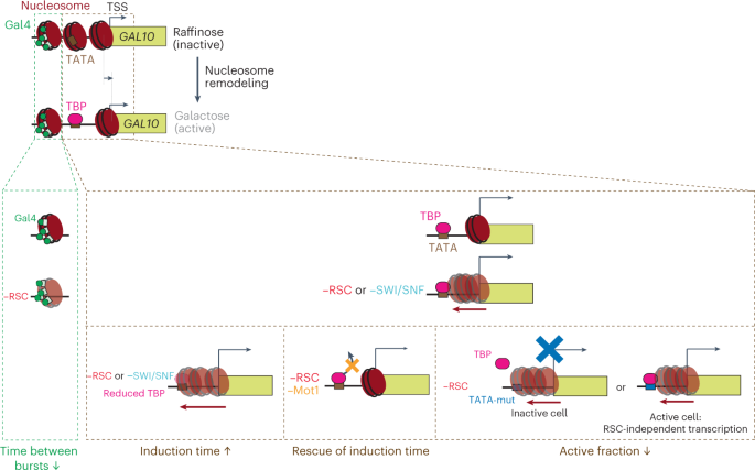 Quantifying how promoter-associated nucleosomes regulate transcriptional bursting