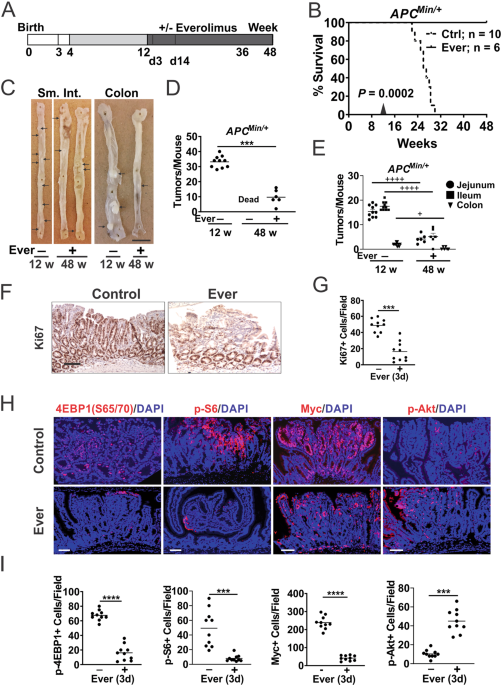 mTOR inhibition suppresses Myc-driven polyposis by inducing immunogenic cell death
