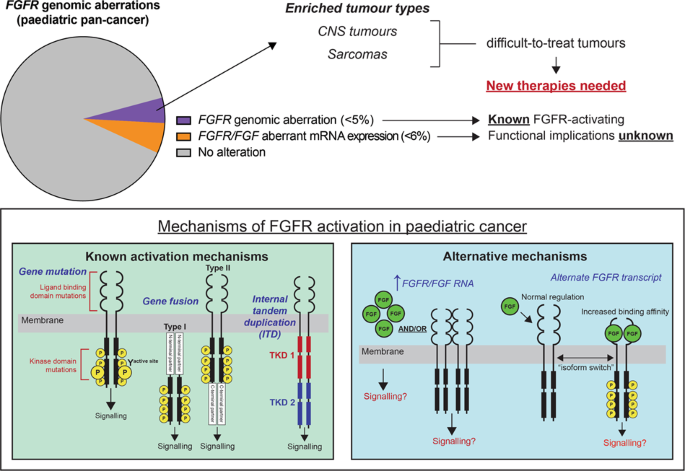 Biological and clinical implications of FGFR aberrations in paediatric and young adult cancers