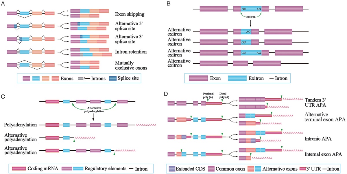 Roles of alternative splicing in infectious diseases: from hosts, pathogens to their interactions