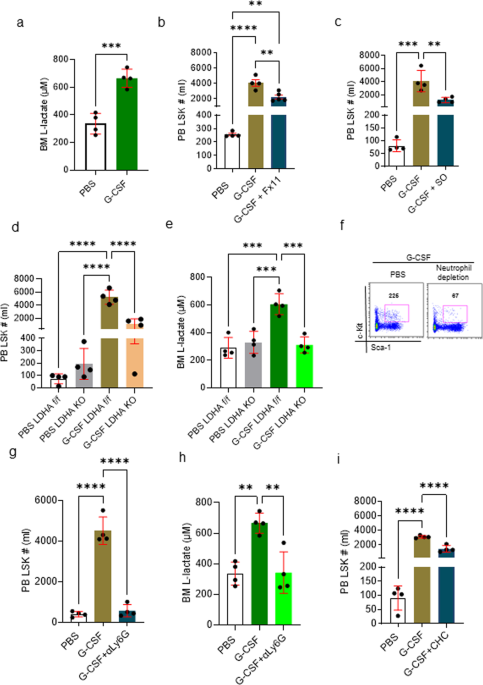 Lactate—a new player in G-CSF-induced mobilization of hematopoietic stem/progenitor cells