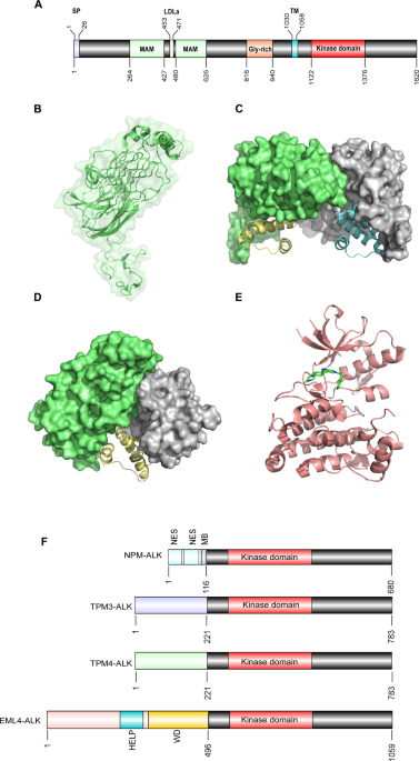 New perspectives for targeting therapy in ALK-positive human cancers