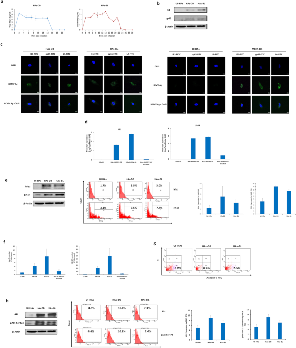 EZH2-Myc driven glioblastoma elicited by cytomegalovirus infection of human astrocytes