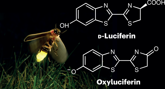 Looking into luciferin