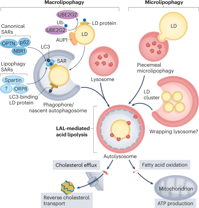 A role for lipophagy in atherosclerosis