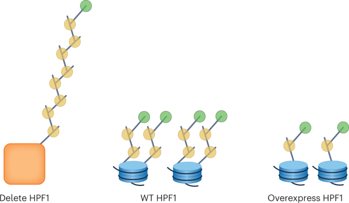PARP1 and HPF1 team up to flag down DNA-repair machinery