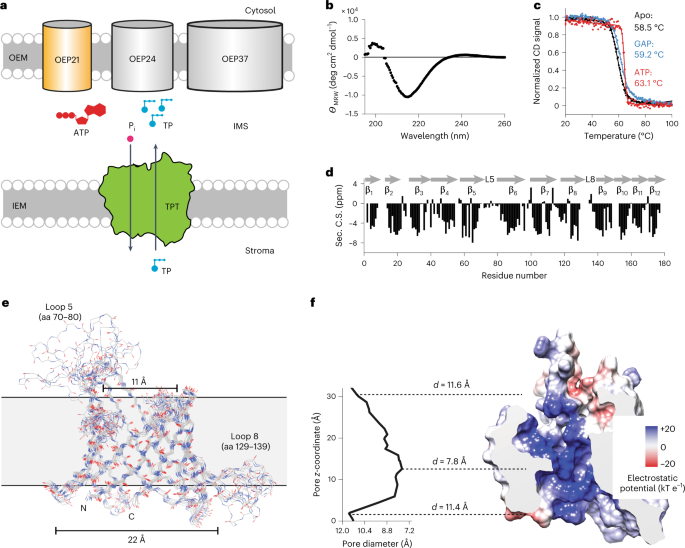 Structural basis of metabolite transport by the chloroplast outer envelope channel OEP21