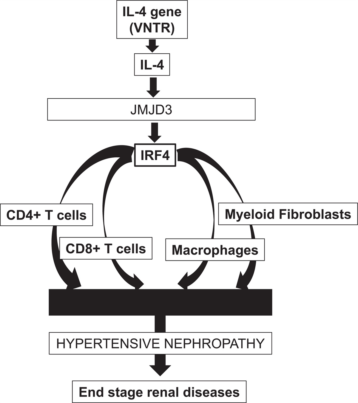 Interferon regulatory factor 4 a master regulator of hypertensive kidney fibrosis and inflammation?