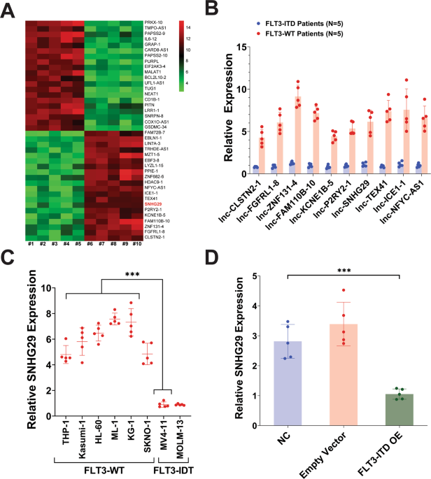 A novel lncRNA SNHG29 regulates EP300- related histone acetylation modification and inhibits FLT3-ITD AML development